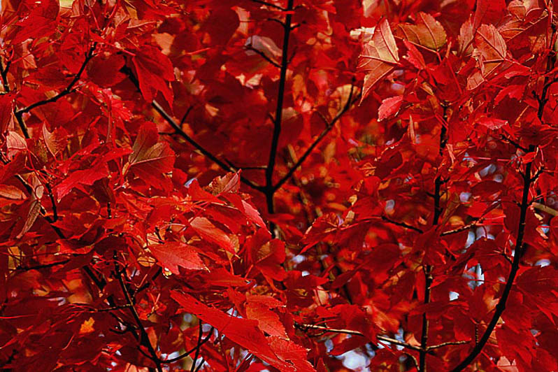 Leaves