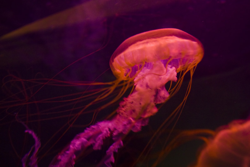Jellyfish