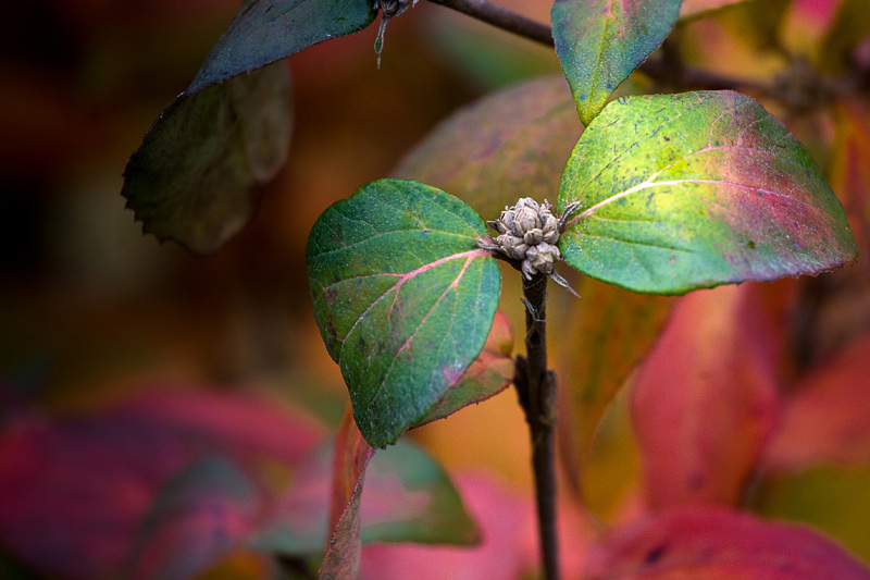 Autumn
