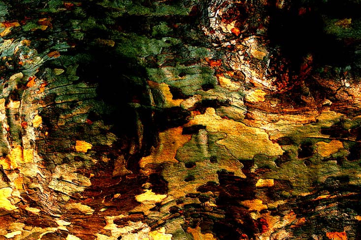 Bark