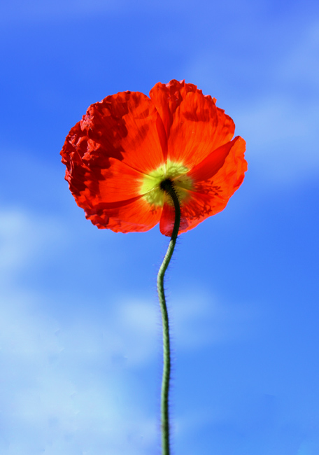 9th - Poppy - by CJ in CA
