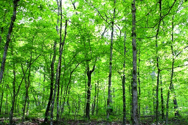 And Endlessly The Forest Ran, Green, All Encompassing & Full of Gentle Light