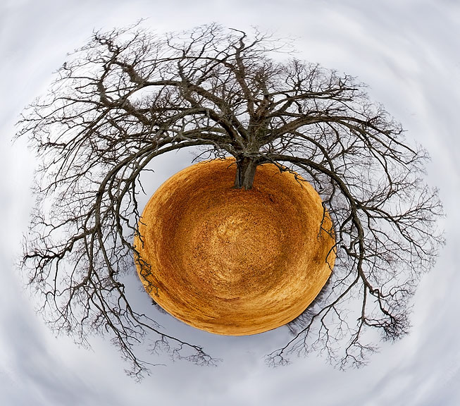 3rd place - Tree of Life - by elips