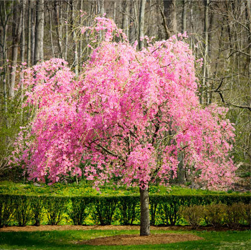 Pink Tree