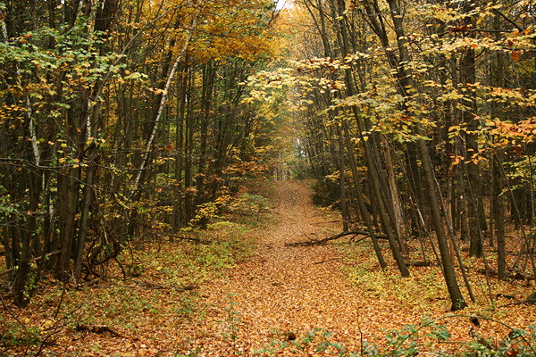 Golden Trail