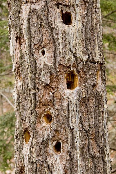 Tree Trunk