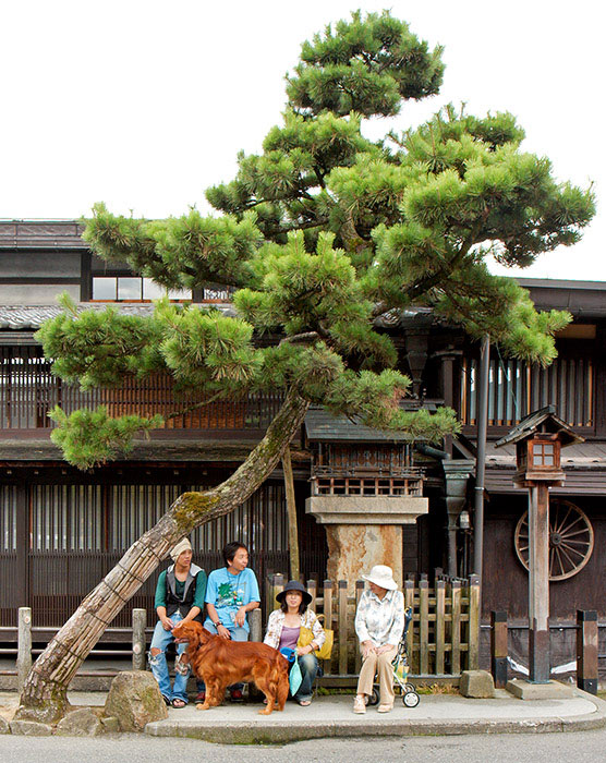 Family tree
