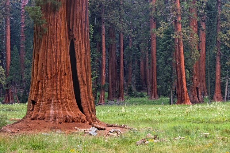 Sequoias