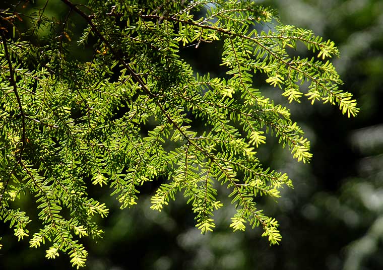 Pine Needles