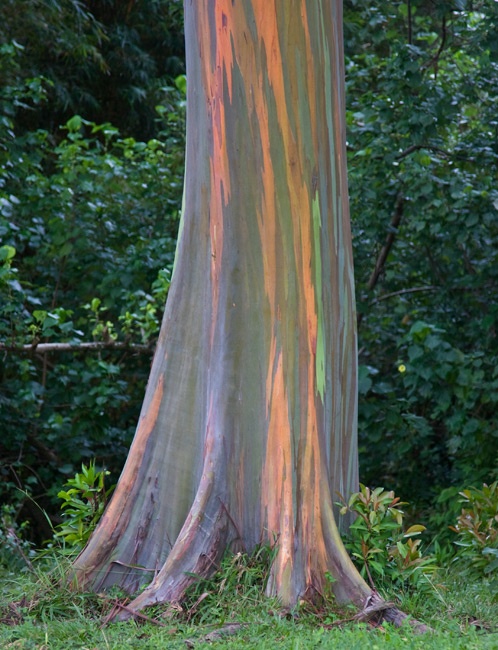 Painted Bark Eucalyptus