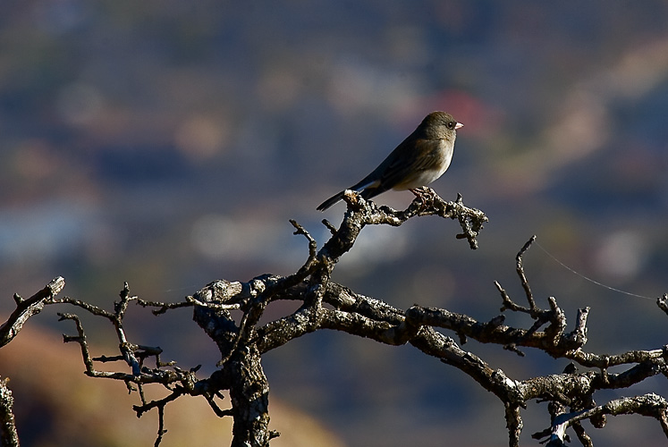 Trees Are For The Birds