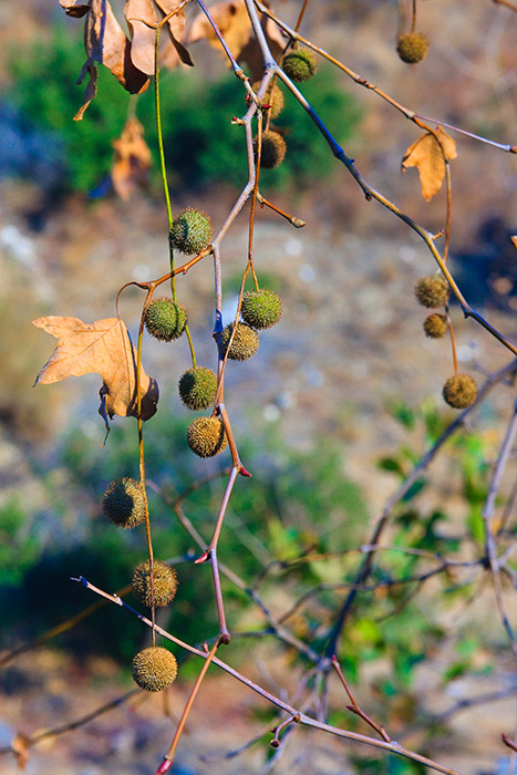 ornaments
