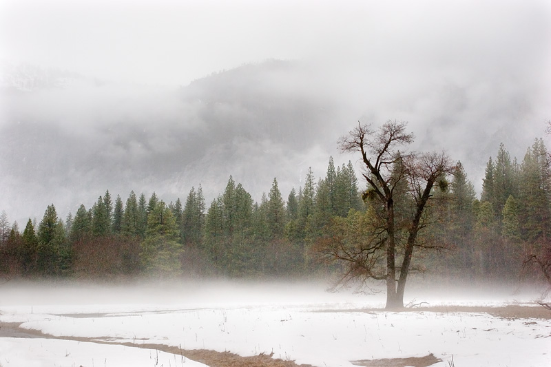 7th Place - meadow mist - by Michael Puff