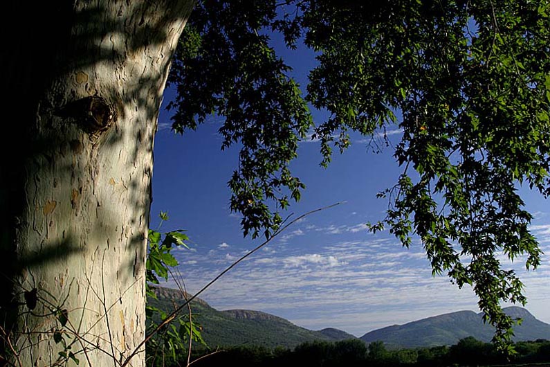 Branch view
