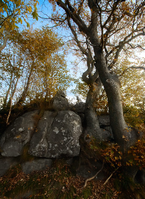 Norwegian Wood 2