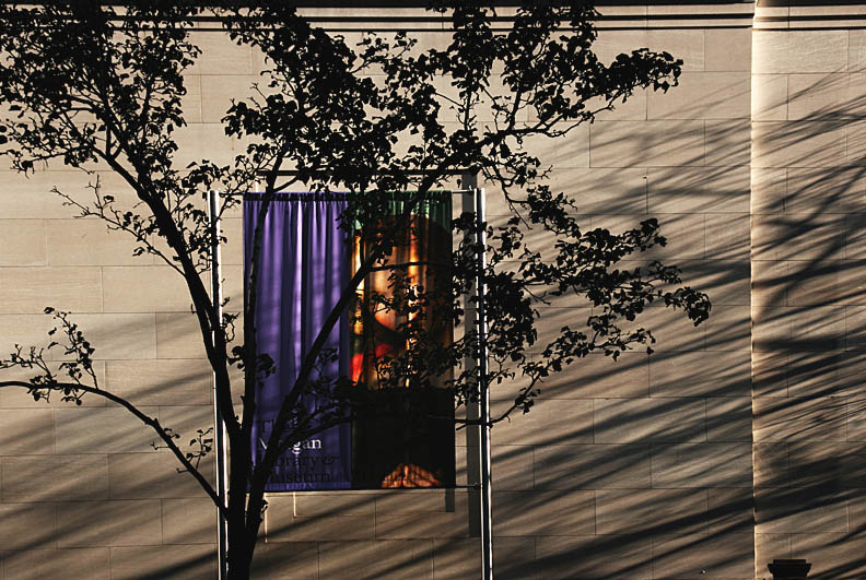 Tree and Shadow