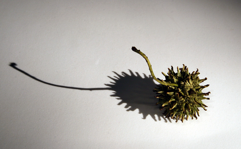 Sweet Gum