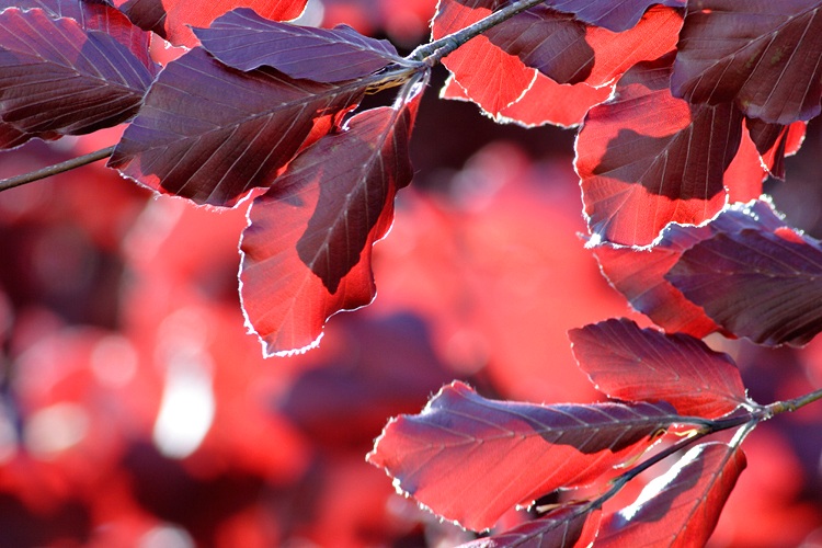 Beech