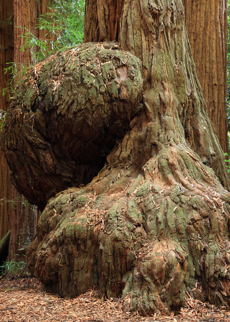Pregnant Burl