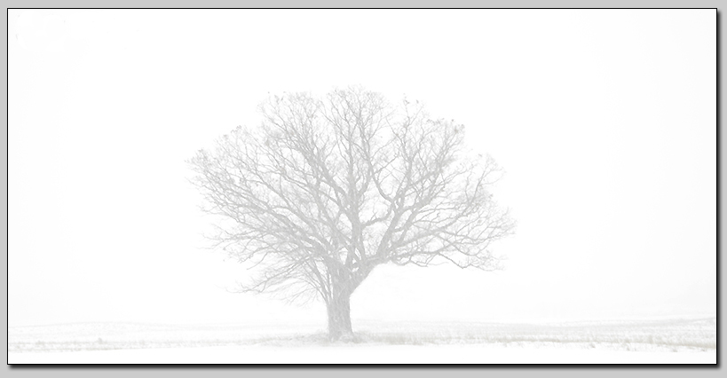 Start with a tree...