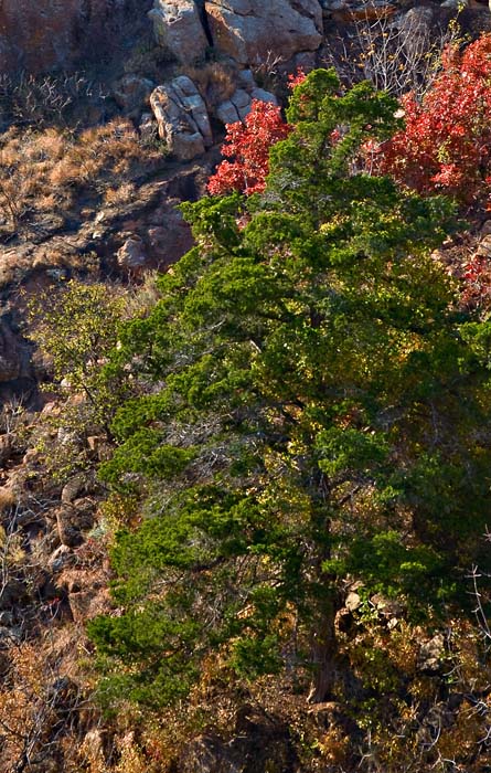 Mountain Tree View
