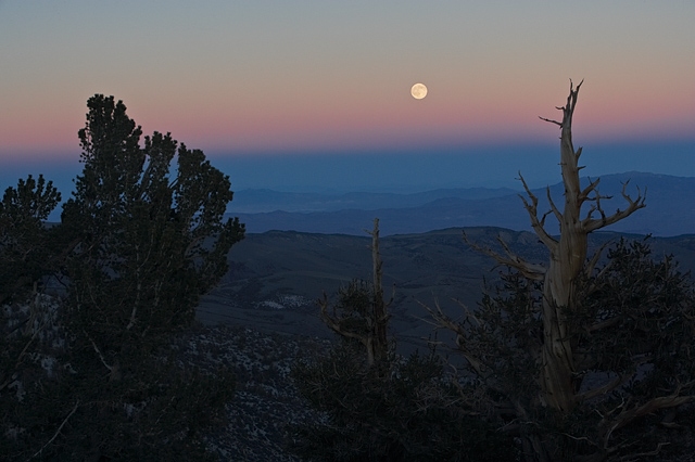 Moonrise Over the Bristlecone Pine Forest