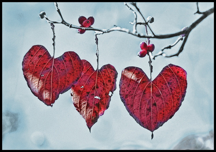 3rd Place<br>Winter Hearts<br>by Lydia