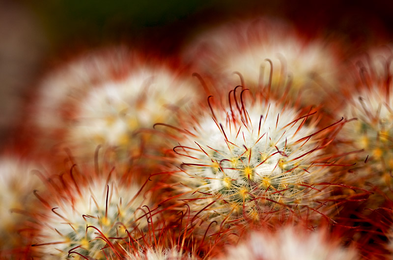 9th Place<br>Spikey<br>by Brent