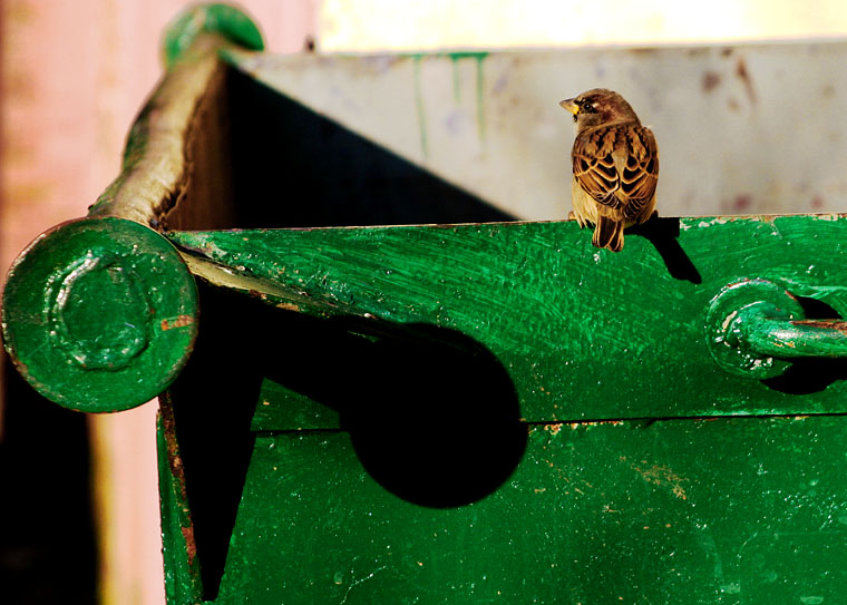 Empty Dumpster