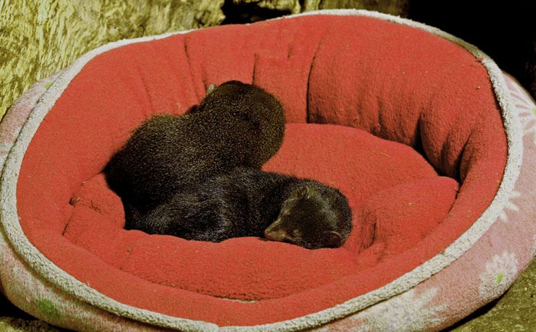 Nap Time