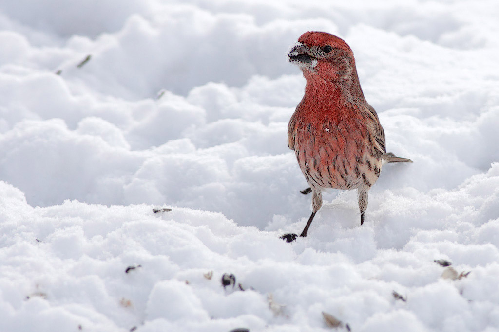 Red Breast - Mining for Gold