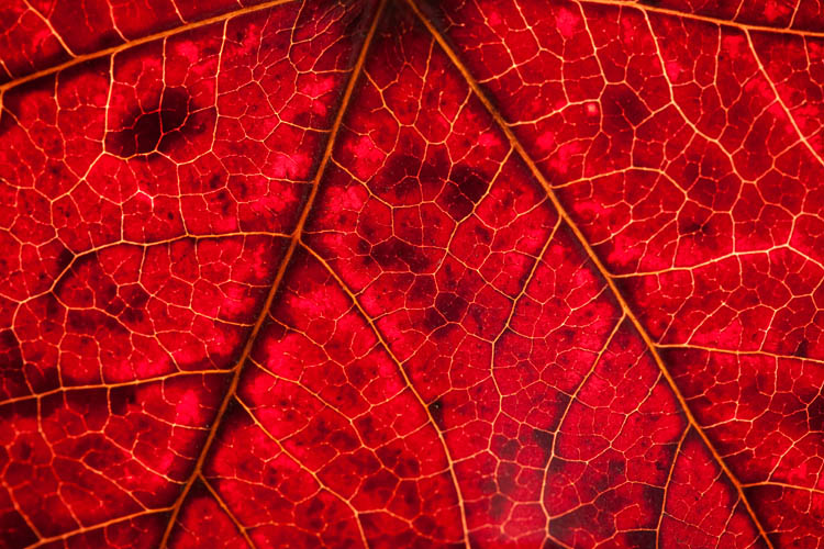 10th Place<br>vascular<br>by Michael Puff