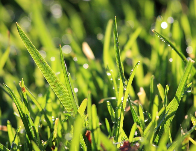 Sunny Lawn