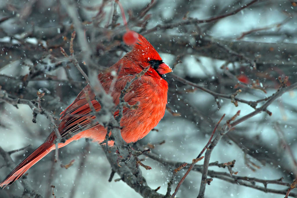 6th Place<br>Cardinal in the Snow<br>by Tony Tanoury