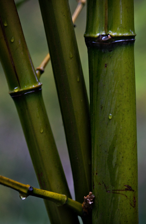 bamboo rain