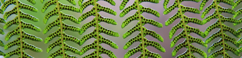 stralian for Fern