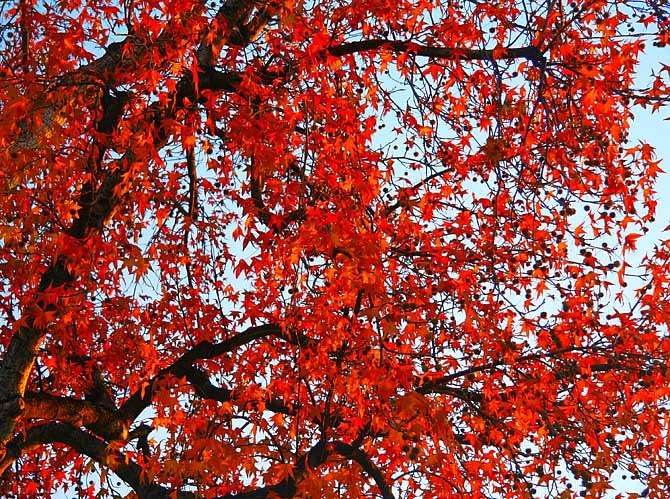 My Tree: In The Glory of Its Autumn