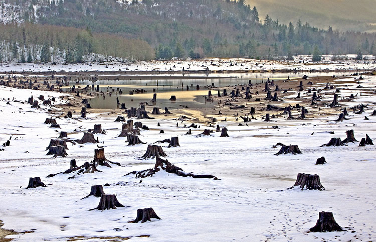 The Boneyard