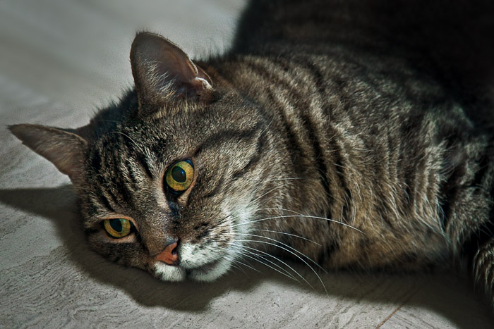 Golden Eye