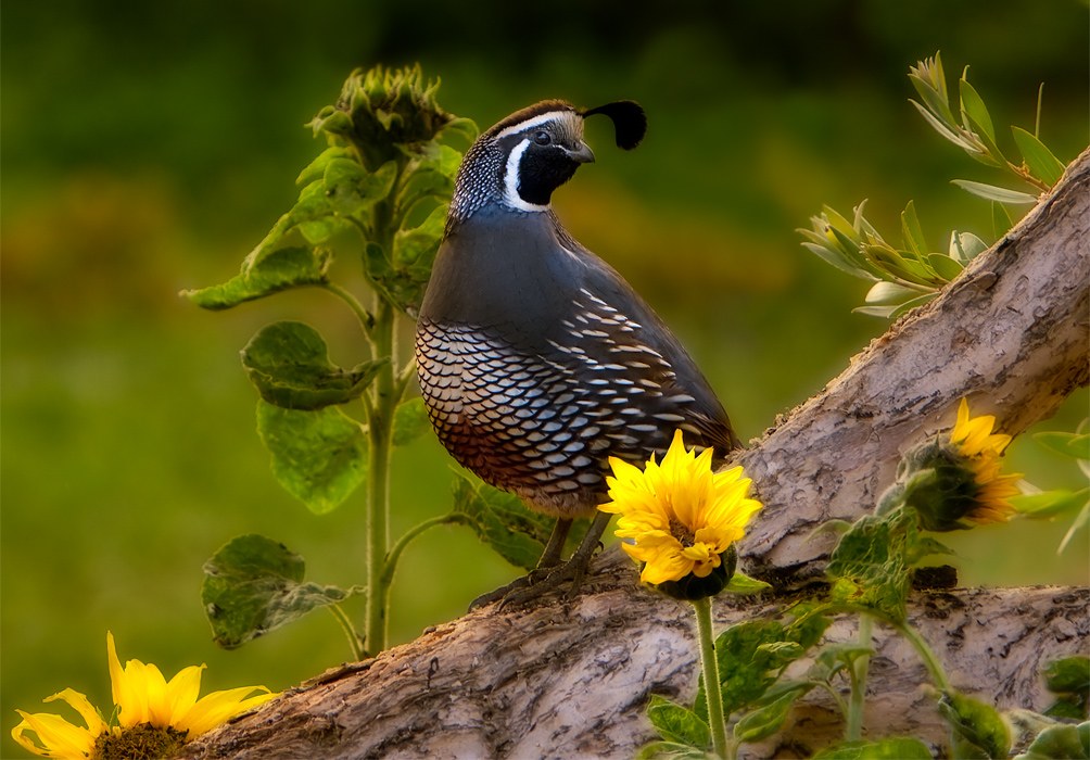 Evening Sentry