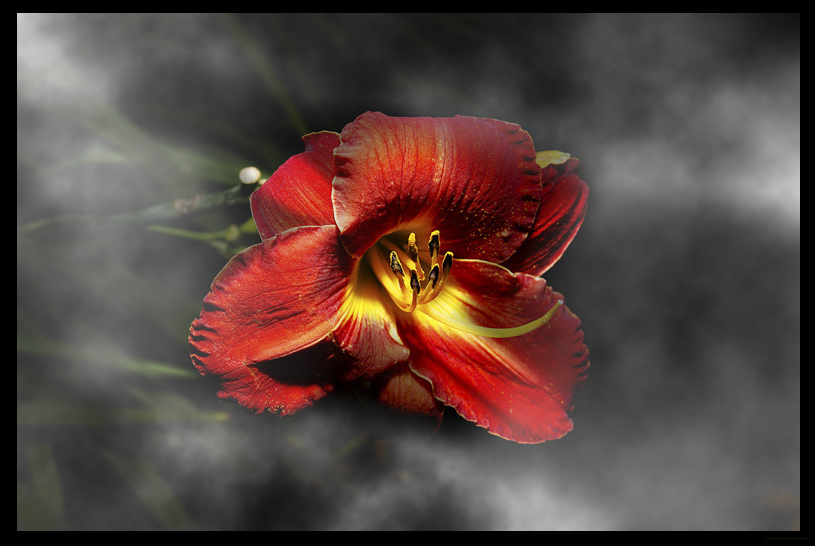 Hibiscus in the Mist