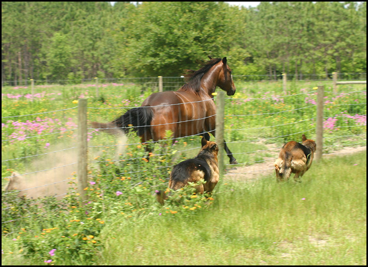 My Moneys on the Horse