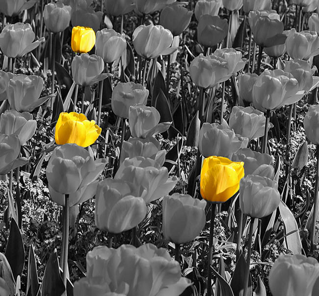 Three Yellow Flowers