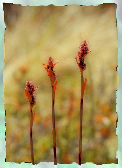 Stems