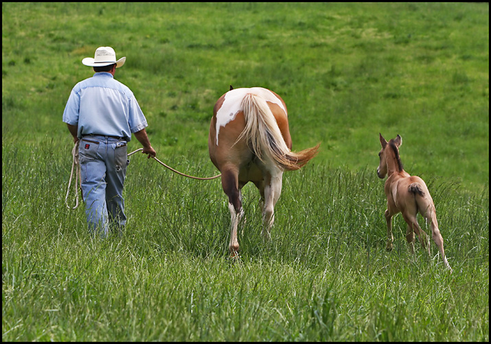 Out to Pasture