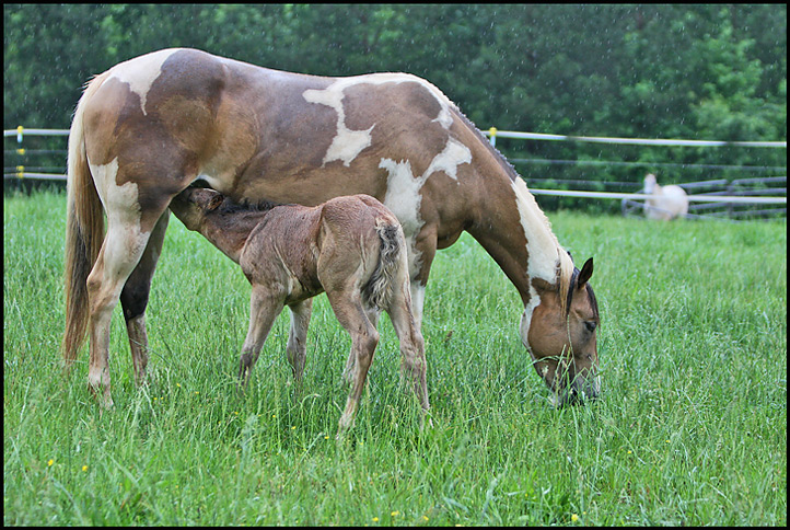 Odd Mare Out