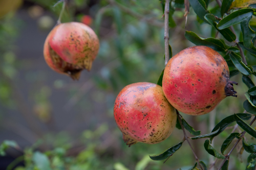 Ripe *
