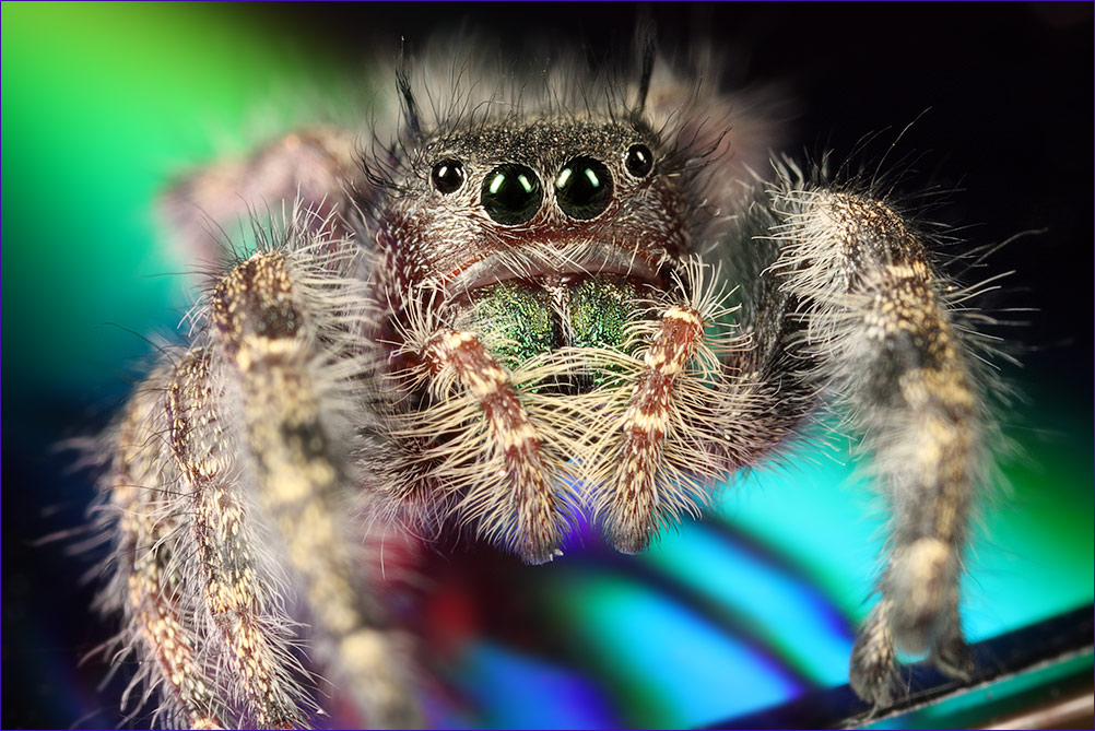 Jumper