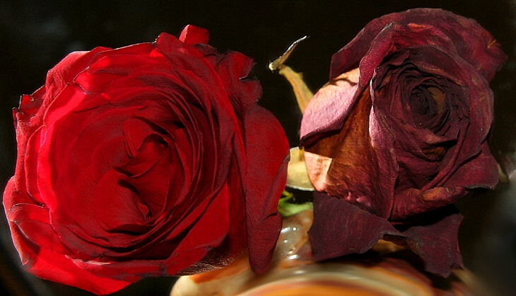 Tomorrows Rose