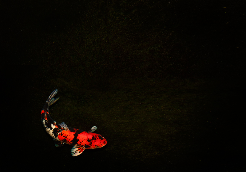 8th Place (tie)<br>kind of fishy<br>by dtallakson